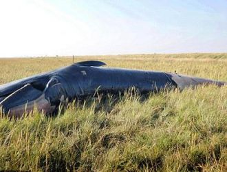 ¿Cómo apareció ahí? Hallan ballena muerta en tierra firme
